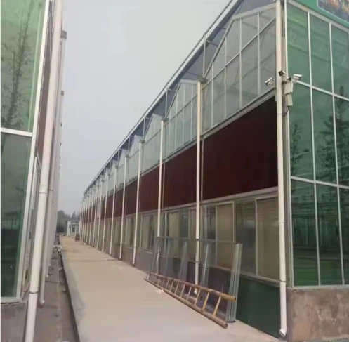 Venlo Type Greenhouse